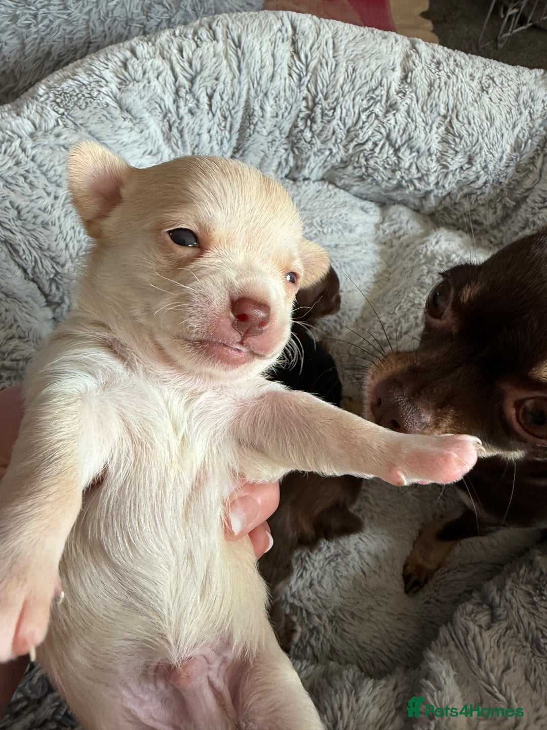 Chihuahua dogs for sale: Cheeky, naughty little chihuahua babies.  - Advert 5