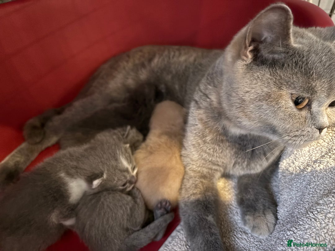 British Shorthair cats for sale: GCCF Reg British Shorthair Kittens - Image 2
