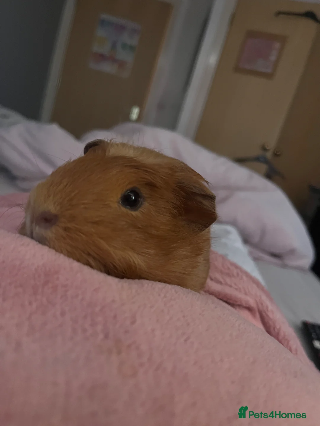 Guinea Pig rodents for sale: Female & Male Guinea Pig - Advert 13
