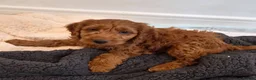 Cavapoo dogs for sale: Gorgeous Cavapoo puppies - Advert 11