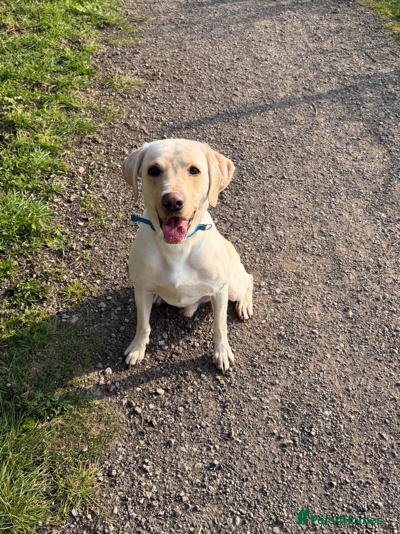 Labrador Retriever dogs Working Yellow Labrador Retriever for Stud - Advert 1