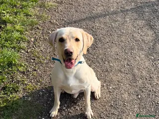 Labrador Retriever dogs Working Yellow Labrador Retriever for Stud - Advert 1