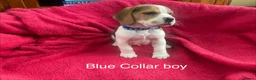 Beagle dogs for sale: Beautiful Beagle puppies for sale - Advert 6