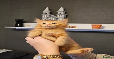 Maine Coon cats - Advert 14