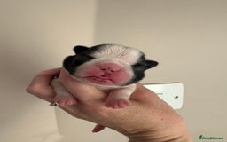 Boston Terrier dogs for sale: Stunning litter Kc reg Boston terriers  - Image 16