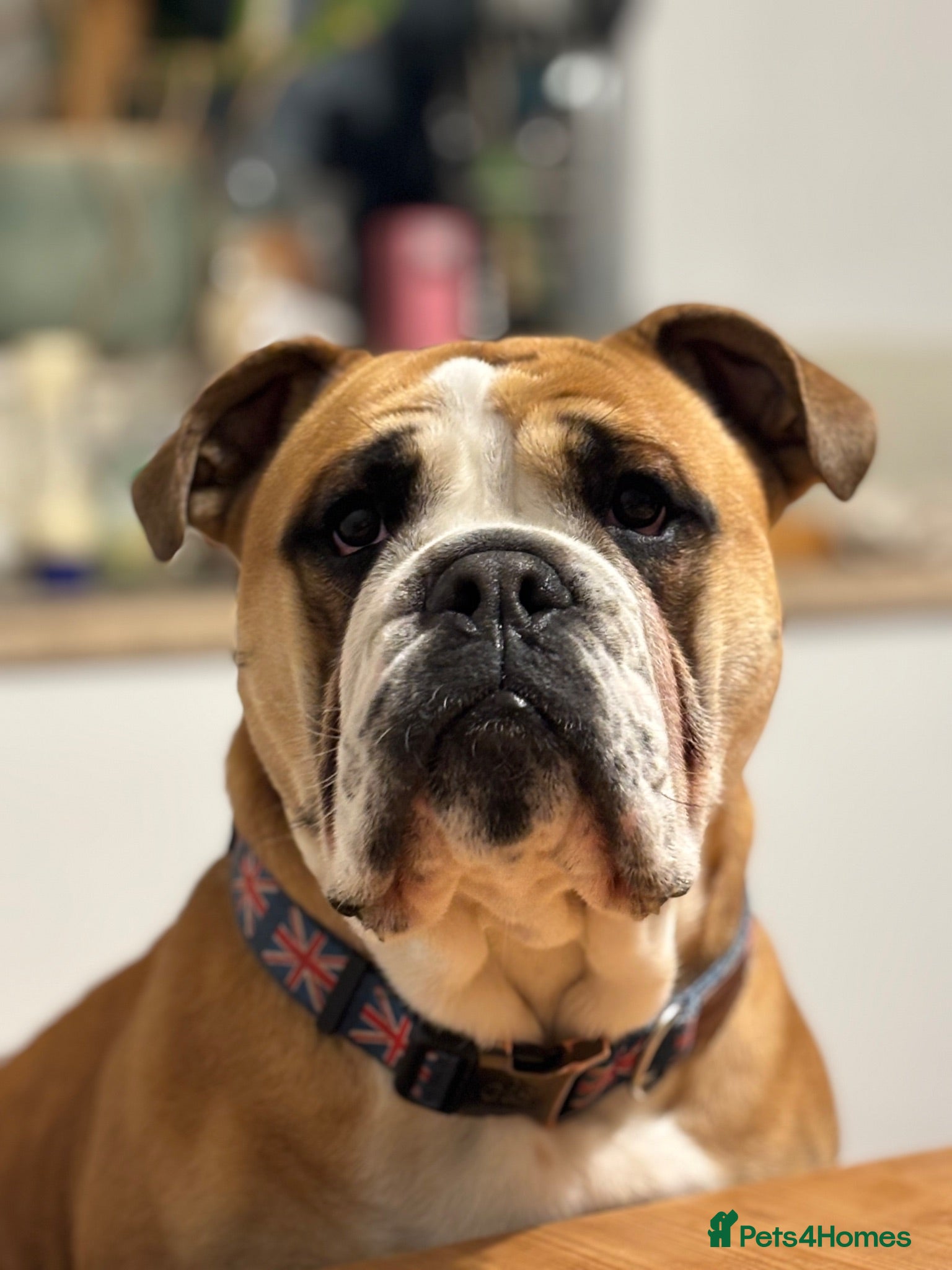 English Bulldog dogs Fatboy! Bulldog for Stud - Advert 1