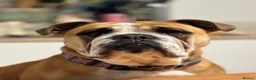English Bulldog dogs for stud: Fatboy! Bulldog for Stud - Advert 1
