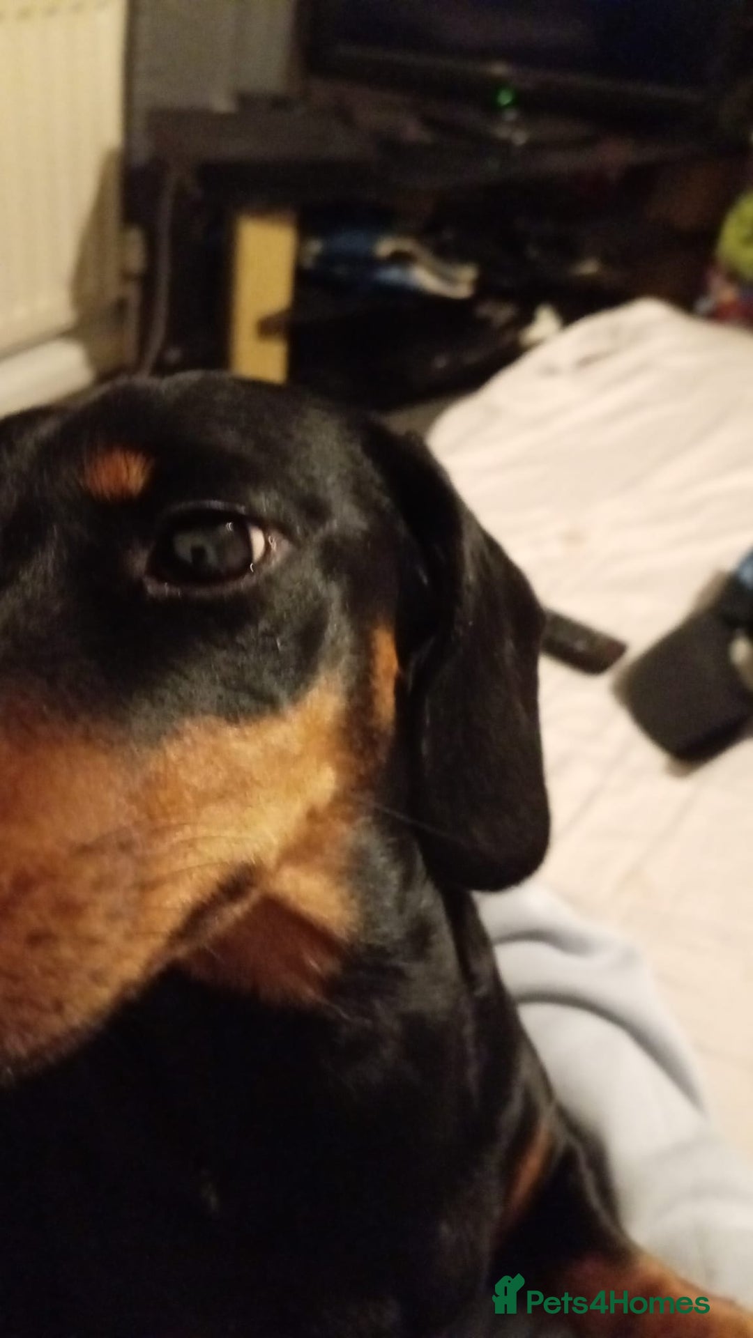 Miniature Dachshund dogs for sale: Mini dachshund - Advert 16