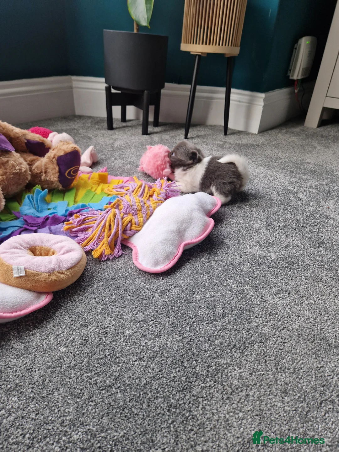 Chihuahua dogs for sale: KC registered chihuahua, female lilac & white - Advert 7