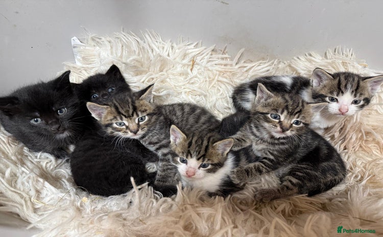 Mixed Breed cats - Advert 7
