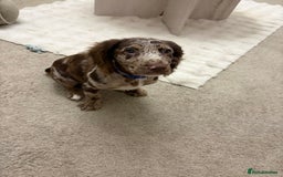 Cocker Spaniel dogs for sale: Cocker spaniel  - Advert 3