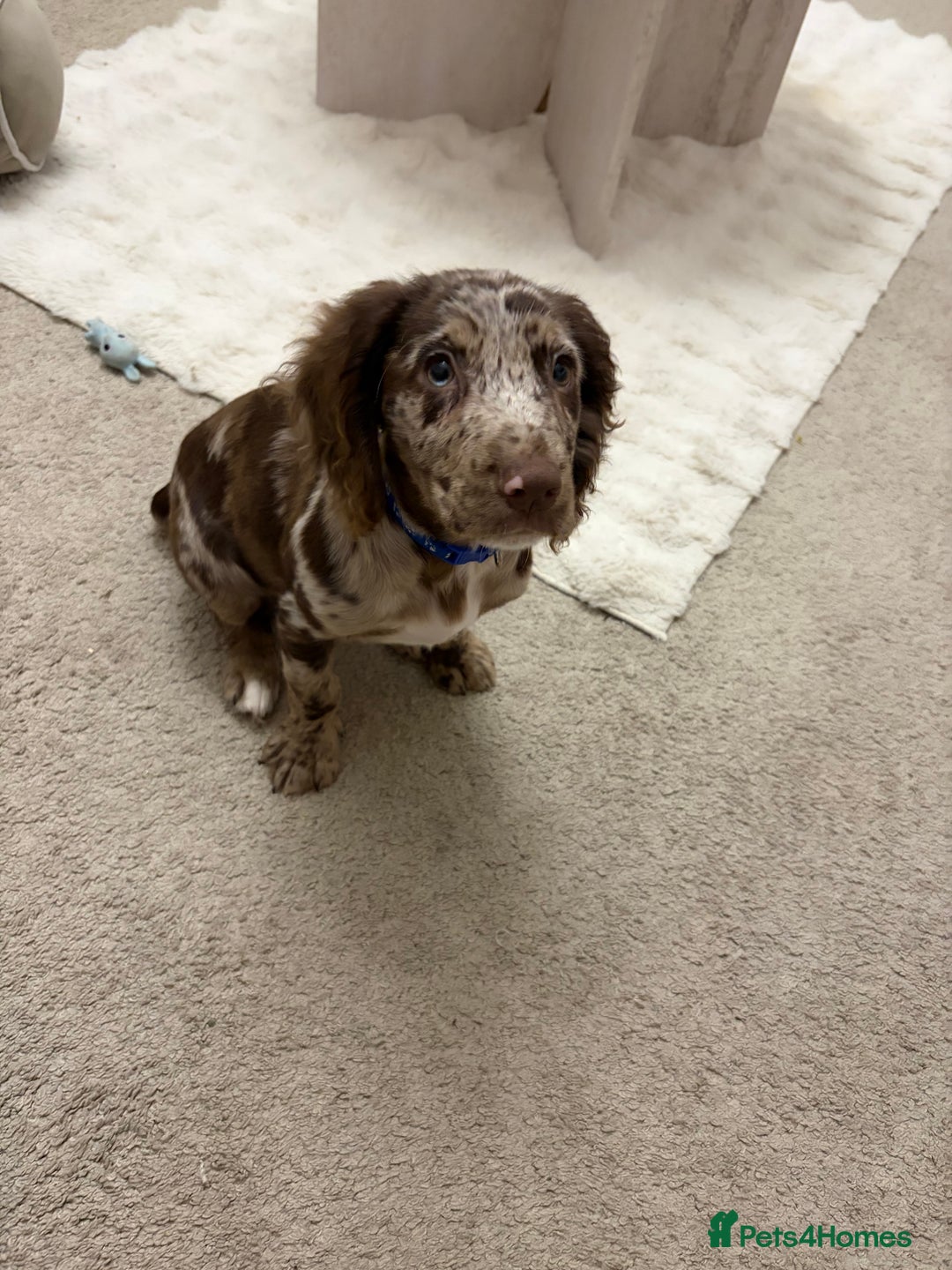 Cocker Spaniel dogs for sale: Cocker spaniel  - Advert 3