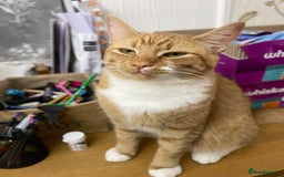 Domestic Shorthair cats for sale: Short hair brown dude domestic  - Image 1