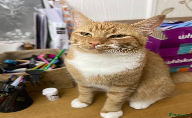 Domestic Shorthair cats - Advert 1