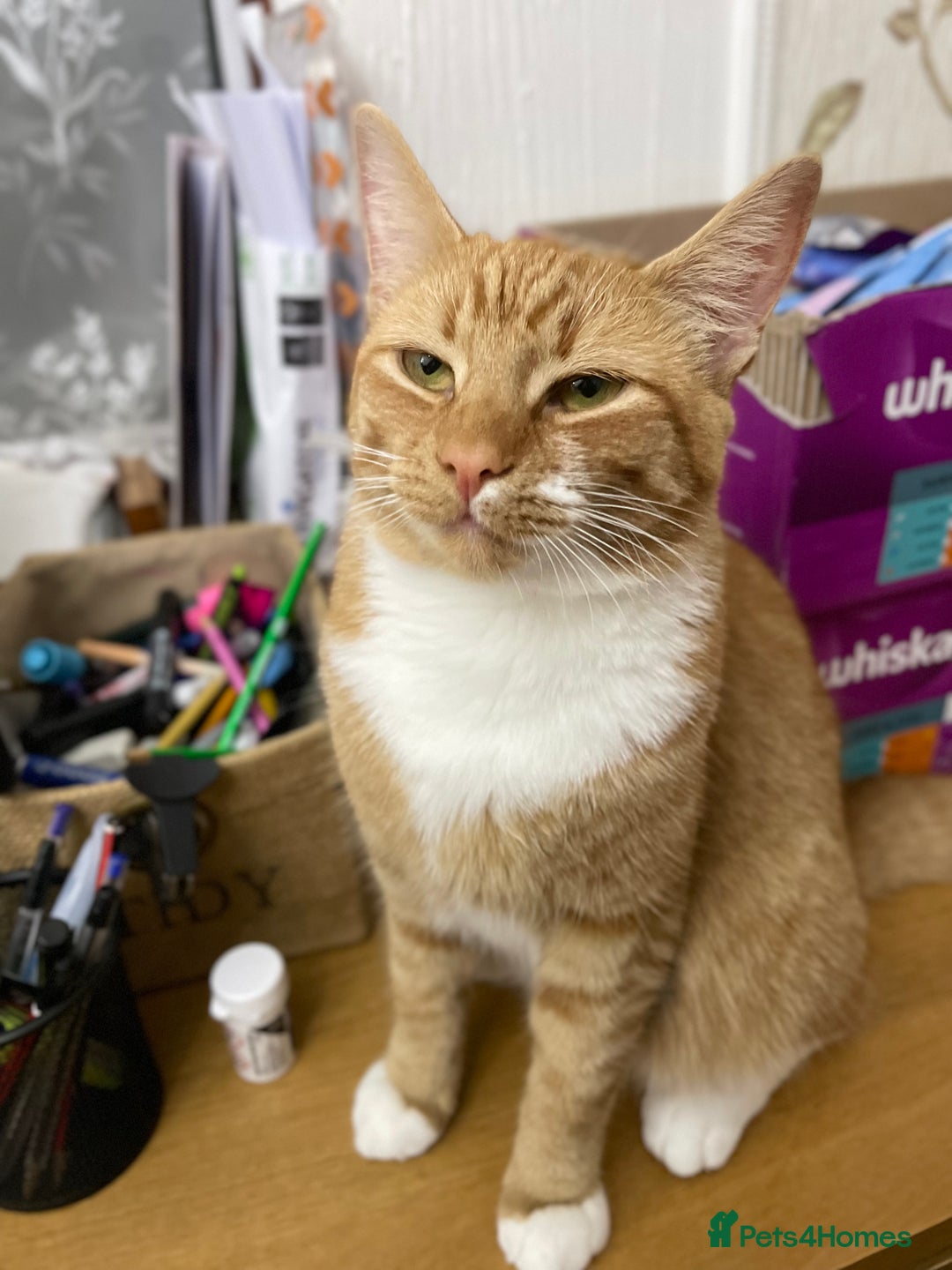 Domestic Shorthair cats for sale: Short hair brown dude domestic  - Image 1