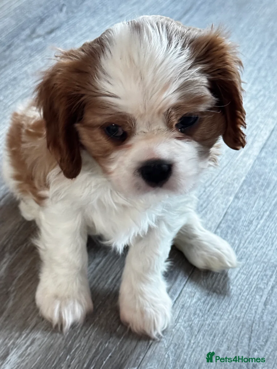 Cavalier King Charles Spaniel dogs for sale: 2 amazing girls Cavalier King Charles Spaniels  - Advert 14