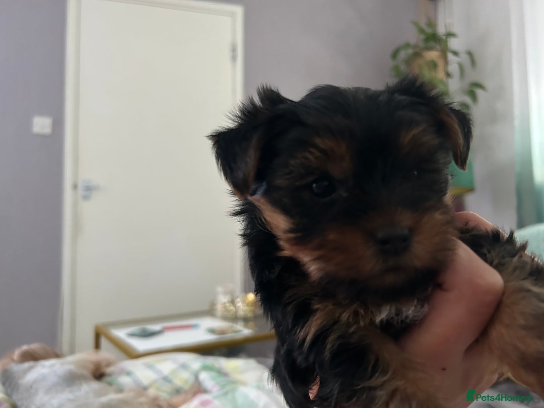 Yorkshire Terrier dogs for sale: Female Yorkshire terrier  - Image 4