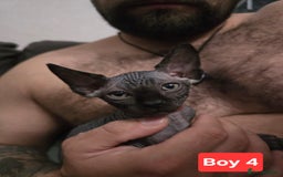 Sphynx cats for sale: 🌟 Sphynx Kittens – 5 Friendly Boys Ready Soon! 🌟 - Image 9