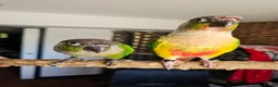 Conures birds for sale: Ricky & Cleo - Advert 3
