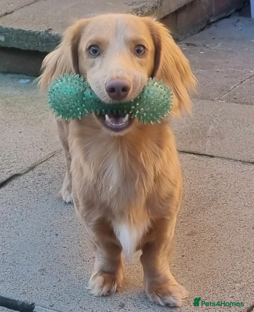 Mixed Breed dogs for sale:   **  Mauxie dog puppies  - Advert 3