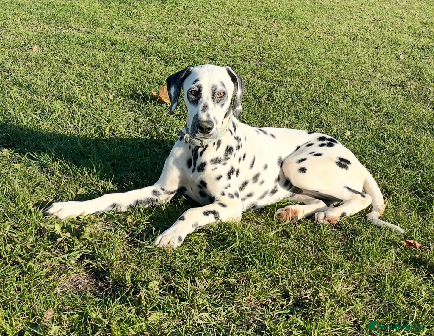 Dalmatian dogs Nearly 4 month old male Dalmatian  - Advert 10