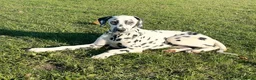 Dalmatian dogs for sale: Nearly 4 month old male Dalmatian  - Advert 3