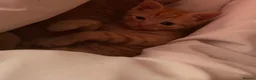Mixed Breed cats for sale: 2 orange and 1 champagne male kittens - Advert 10