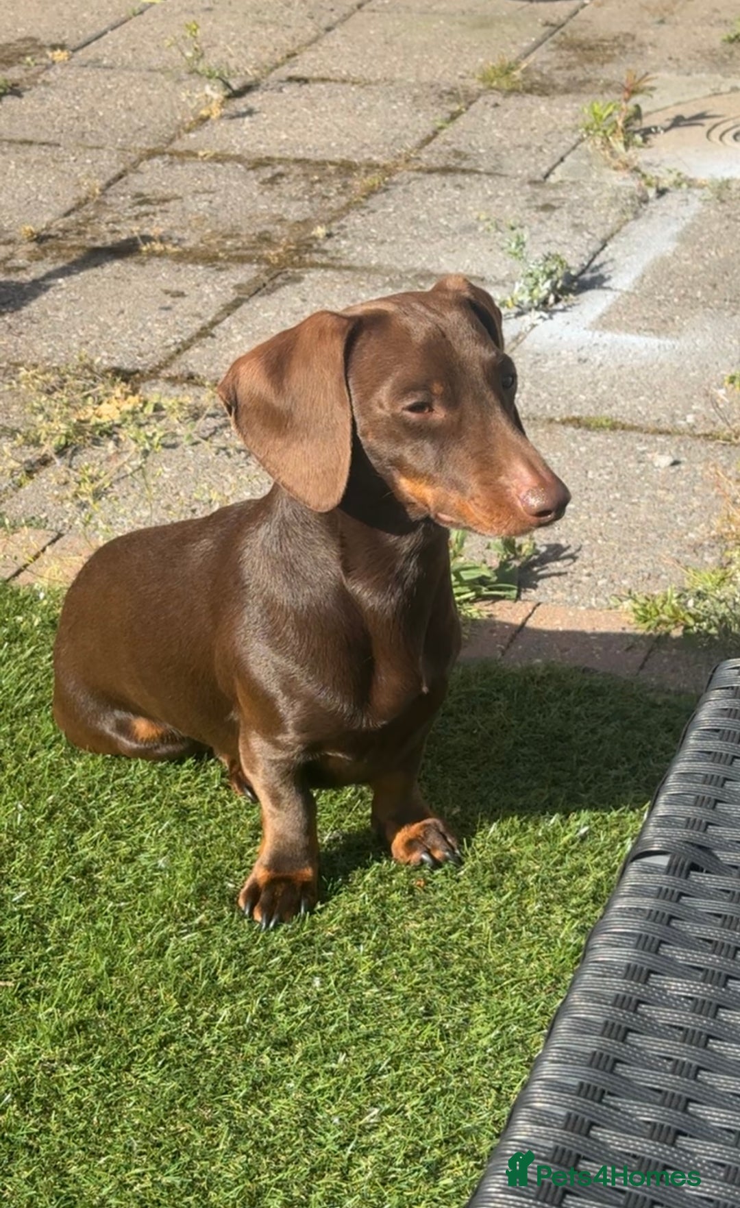 Miniature Dachshund dogs for stud: Stud PROVEN miniatures dachshund  - Advert 3