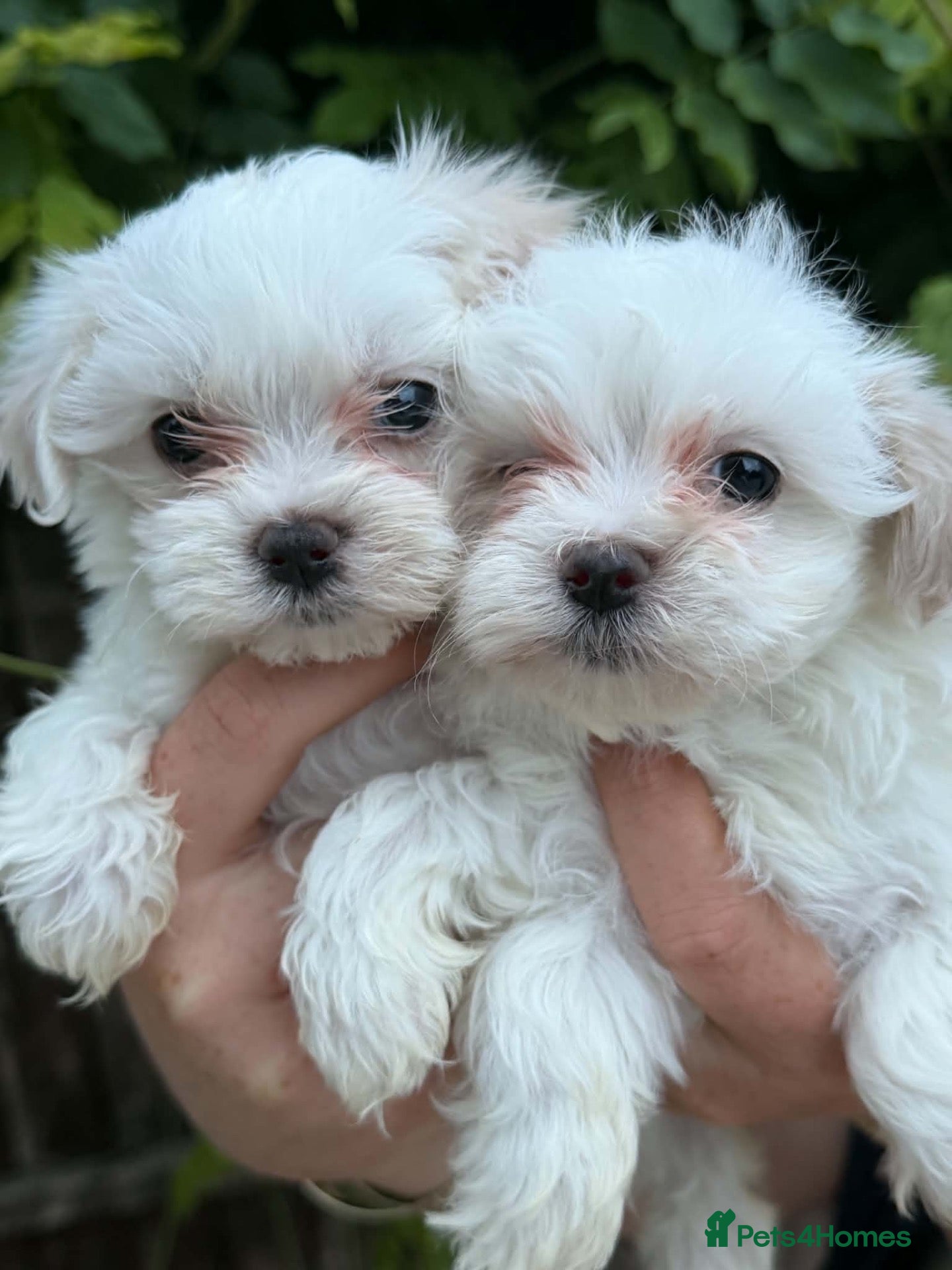 Maltipoo dogs 🐾 TINY F1B MALTIPOO PUPPIES 🐾 - Advert 1