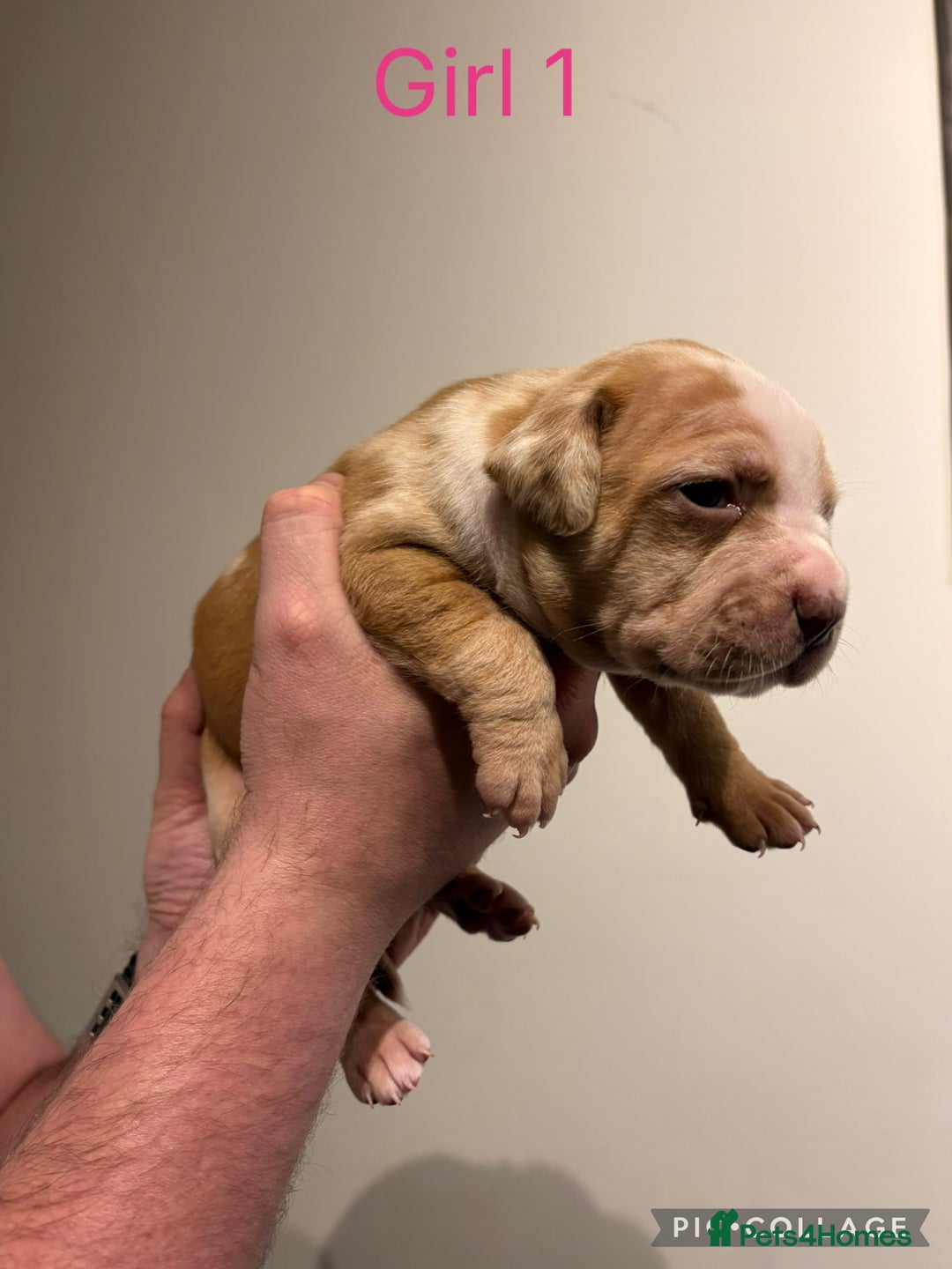 American Bully dogs for sale: Merle American Bully Puppy’s - Advert 11