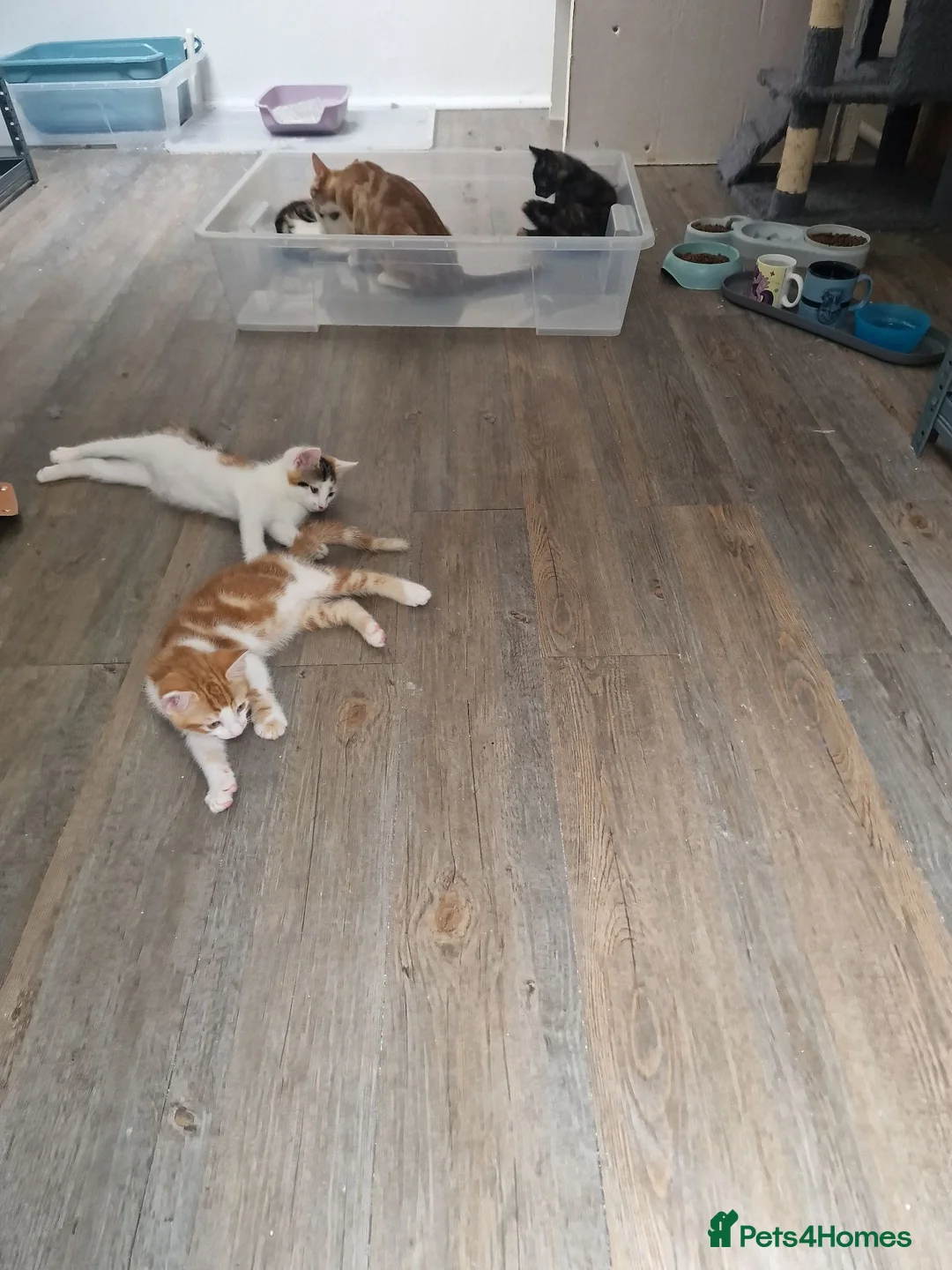 Mixed Breed cats for sale: Handsome Ginger Boy & Adorable Calico Girl - Advert 1