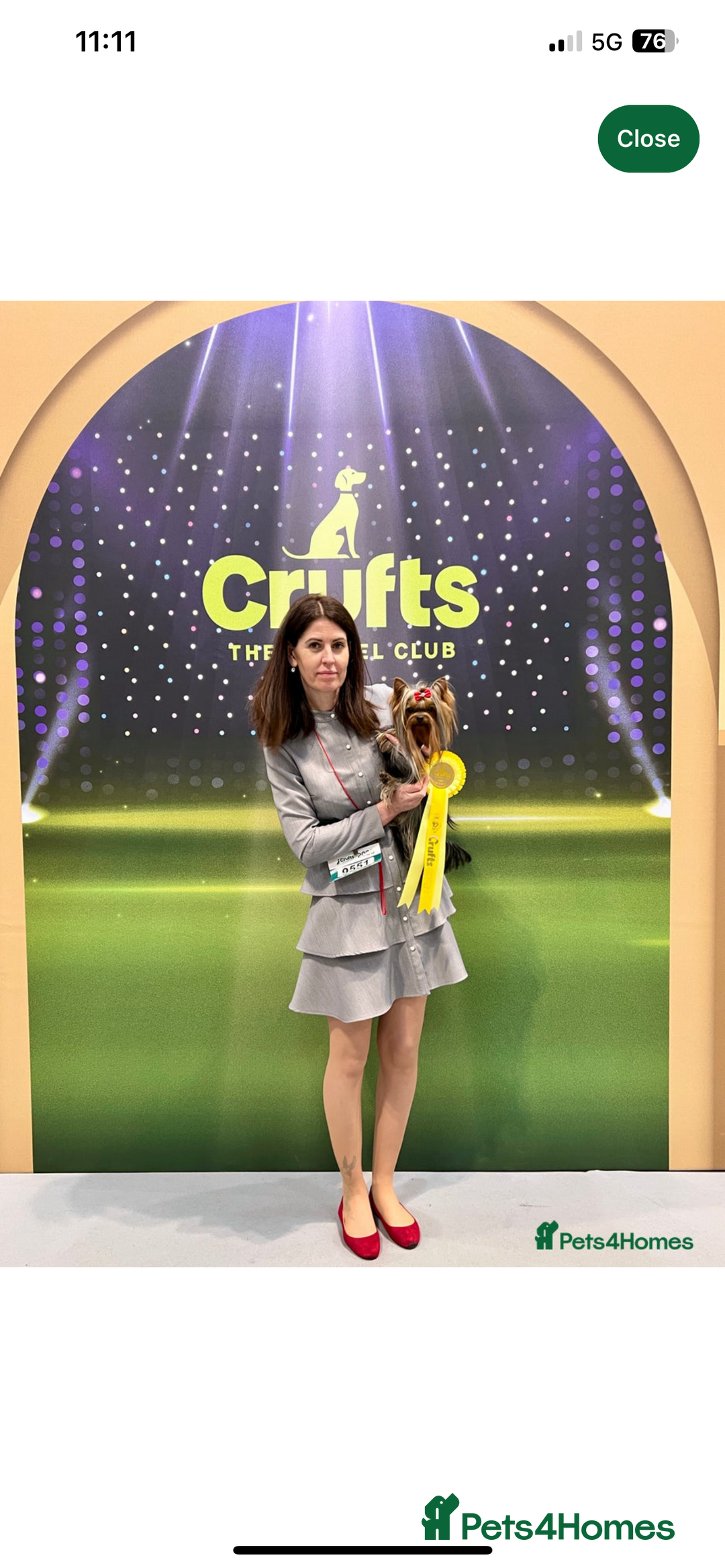 Yorkshire Terrier dogs for sale: Absolutely adorable mini yorkie puppies  - Image 22