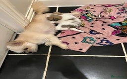 Pomchi dogs for sale: Beautiful Pomchi boy - Image 3