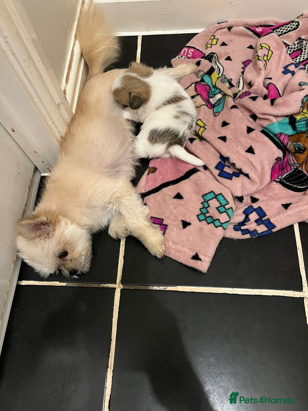 Pomchi dogs for sale: Beautiful Pomchi boy - Image 3