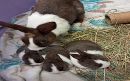 Dutch rabbits for sale: Pair of female baby Dutch rabbits for sale - Image 5