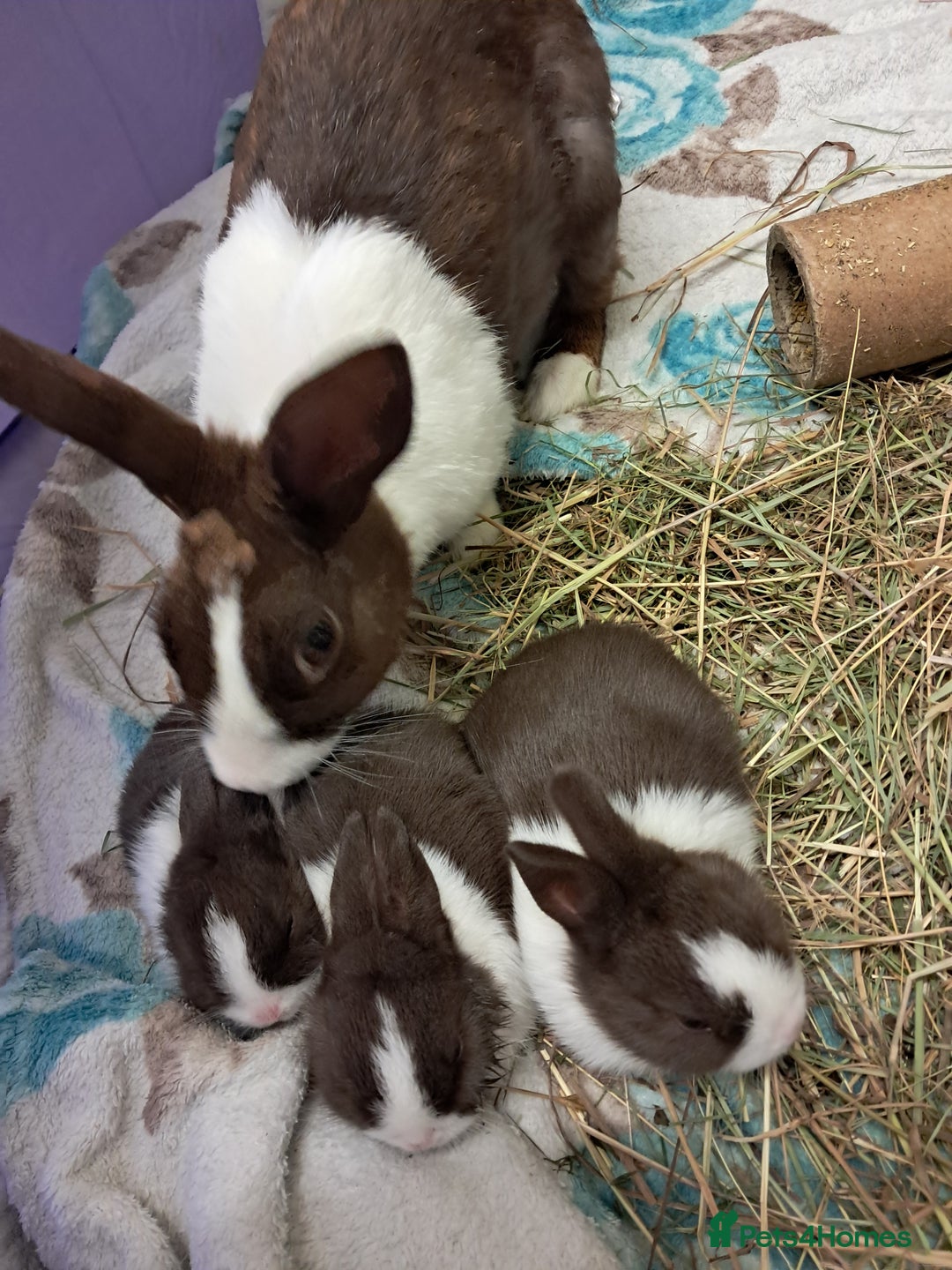Dutch rabbits for sale: Pair of female baby Dutch rabbits for sale - Image 5