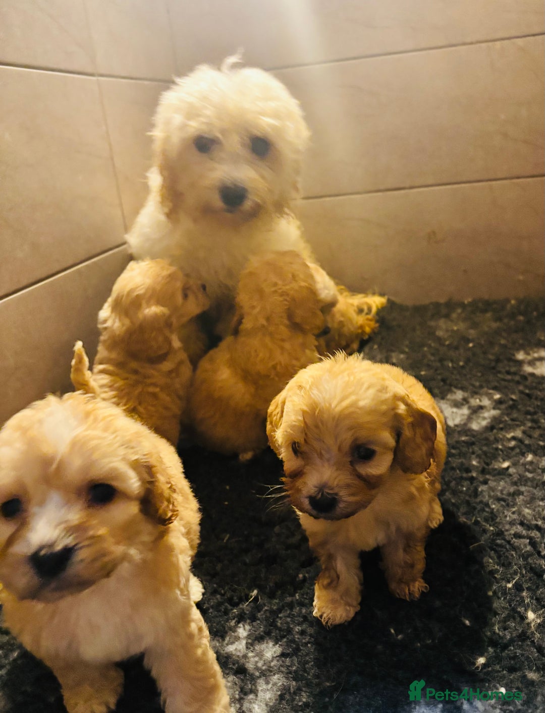 Cavapoochon dogs for sale: Stunning Cavapoochon puppies  - Advert 7