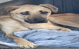 Turkish Kangal dogs for adoption: Rescue from Turkey BLIND  - Image 1