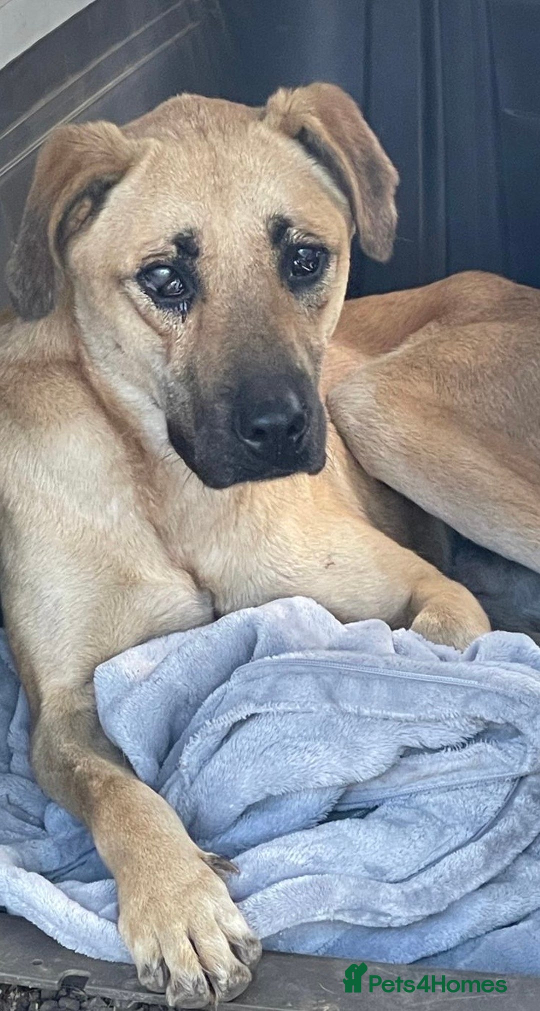 Turkish Kangal dogs for adoption: Rescue from Turkey BLIND  - Image 1