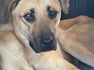 Turkish Kangal dogs - Advert 35