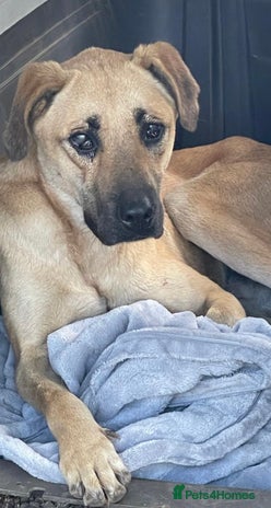 Turkish Kangal dogs Rescue from Turkey BLIND - Advert 1