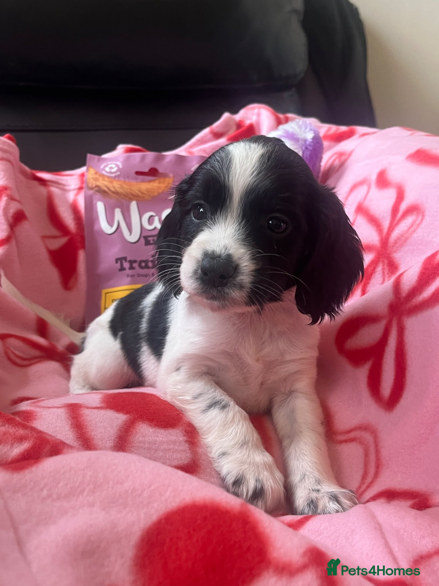 Sprocker dogs Sprocker spaniel puppies READY TO LEAVE  - Advert 7