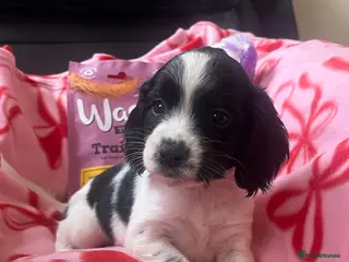 Sprocker dogs Sprocker spaniel puppies READY TO LEAVE - Advert 7