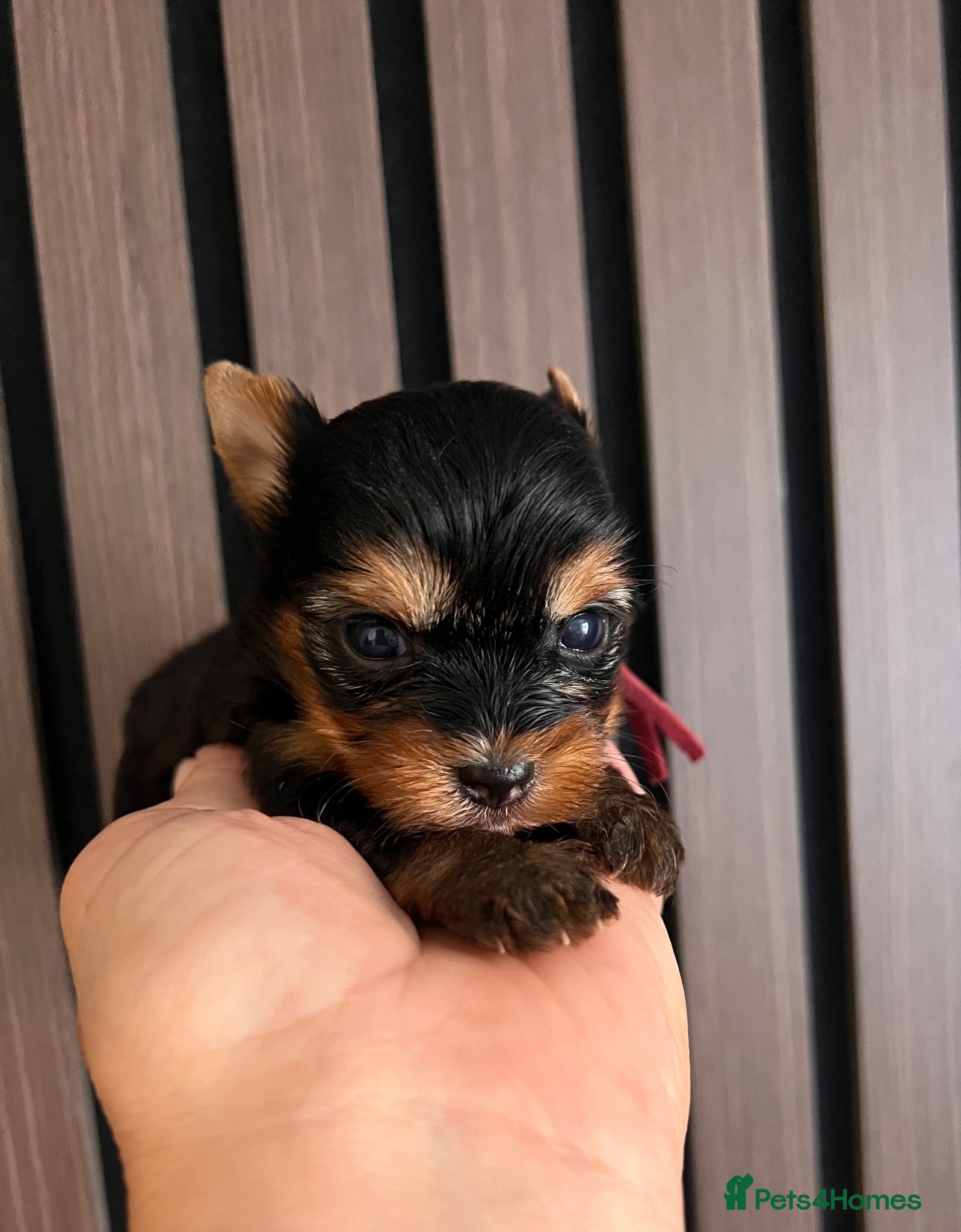 Yorkshire Terrier dogs ❣️ Beautiful Miniature Yorkshire Terrier Puppies❣️ - Advert 4