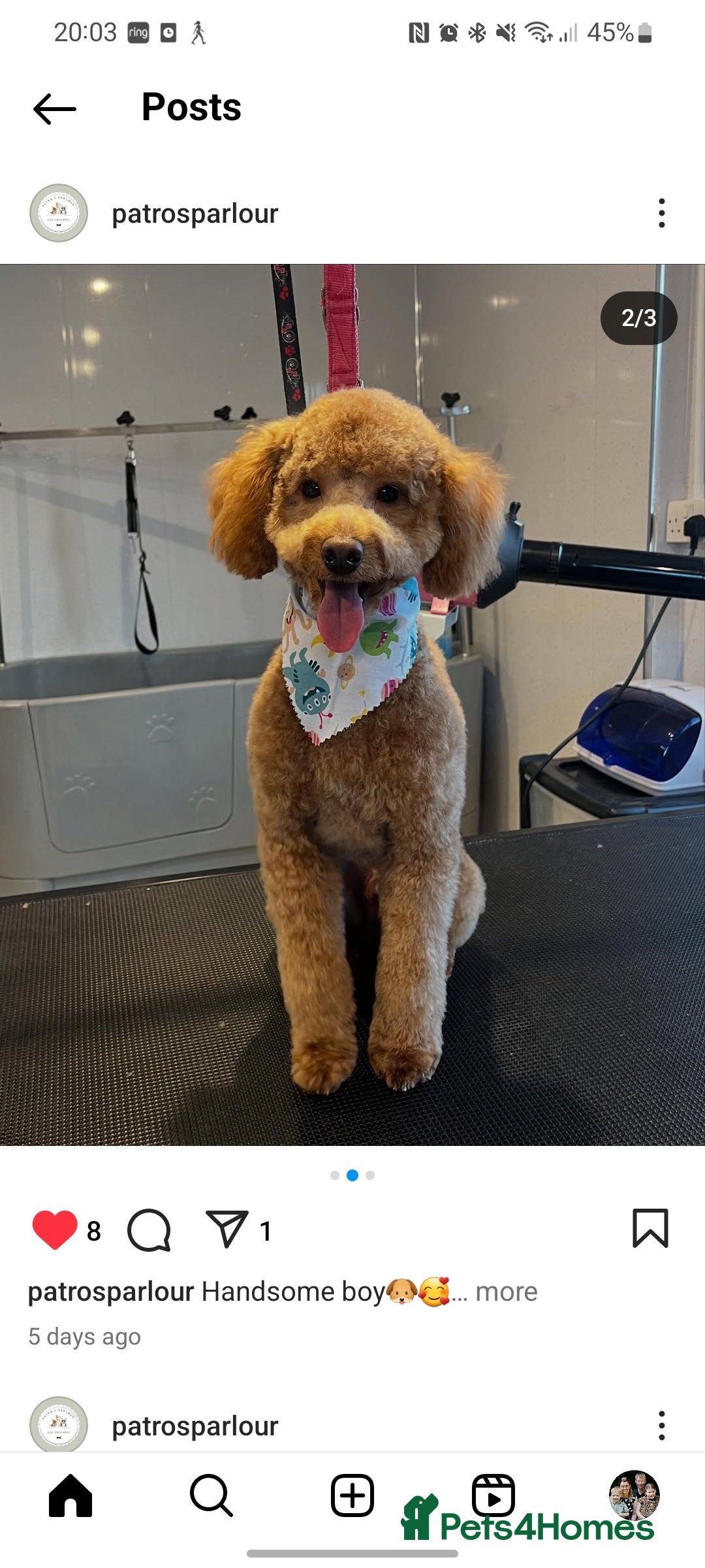 Toy Poodle dogs for stud: Stunning red toy poodle for stud in Coventry - Advert 2