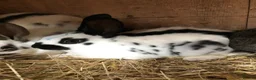 English Spot rabbits for sale: English spot rabbits  - Advert 1