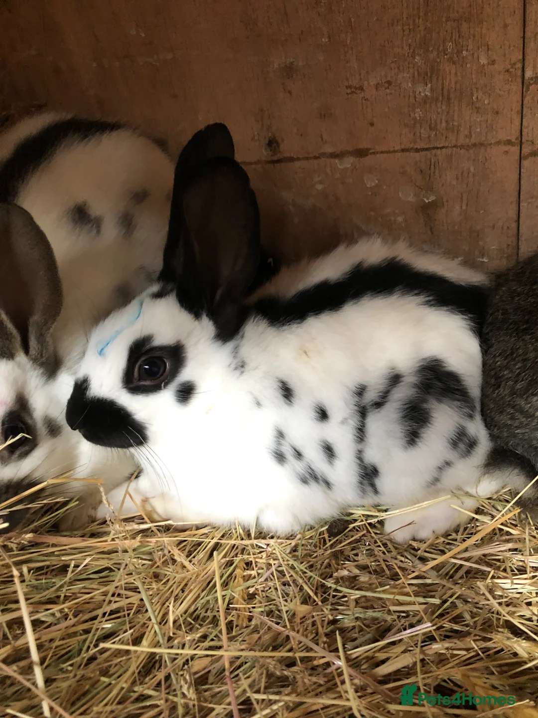 English Spot rabbits for sale: English spot rabbits  - Advert 1