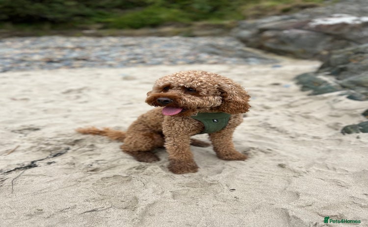 Cavapoo dogs - Advert 1