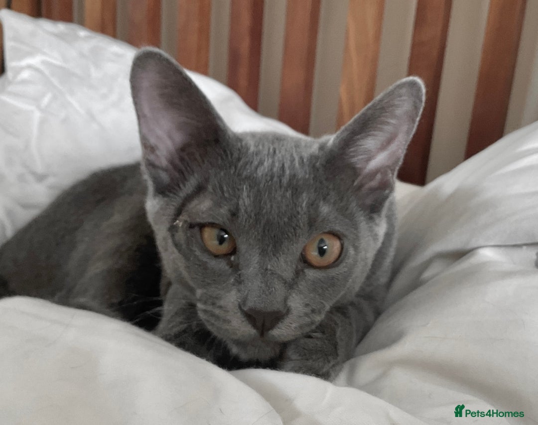 Asian cats for sale: Last Blue Asian boy ready for a loving family - Image 7