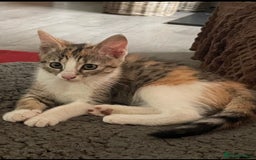 Domestic Shorthair cats for sale: Beautiful Calico Female Kitten  - Image 2